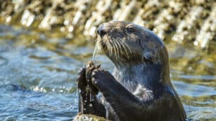Sea Otters Use Tools to Break Open Larger Prey, Sparing Their Teeth, Study Finds